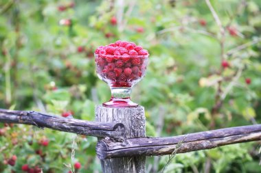 Olgun tatlı yaz meyveleri. Eski kaba ahşap çitin üzerinde şeffaf vazoda ahududu. Bitki dallarında taze ahududu..