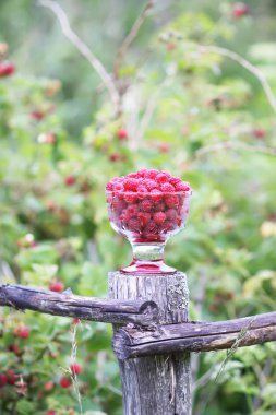 Olgun tatlı yaz meyveleri. Eski kaba ahşap çitin üzerinde şeffaf vazoda ahududu. Bitki dallarında taze ahududu..