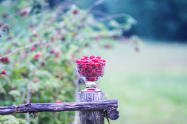 Olgun tatlı yaz meyveleri. Eski kaba ahşap çitin üzerinde şeffaf vazoda ahududu. Bitki dallarında taze ahududu..