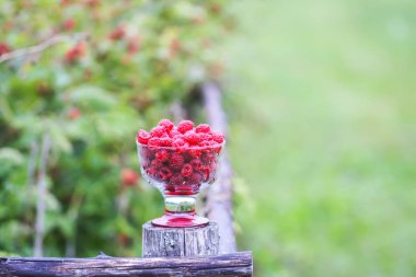 Olgun tatlı yaz meyveleri. Eski kaba ahşap çitin üzerinde şeffaf vazoda ahududu. Bitki dallarında taze ahududu..