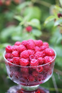 Olgun tatlı yaz meyveleri. Eski kaba ahşap çitin üzerinde şeffaf vazoda ahududu. Bitki dallarında taze ahududu..