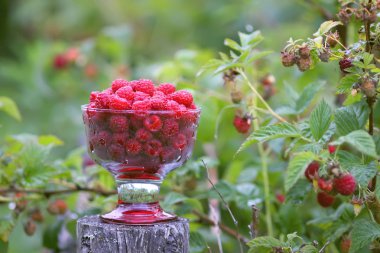 Olgun tatlı yaz meyveleri. Eski kaba ahşap çitin üzerinde şeffaf vazoda ahududu. Bitki dallarında taze ahududu..