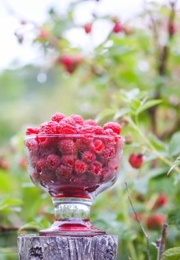 Olgun tatlı yaz meyveleri. Eski kaba ahşap çitin üzerinde şeffaf vazoda ahududu. Bitki dallarında taze ahududu..