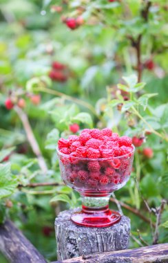Olgun tatlı yaz meyveleri. Eski kaba ahşap çitin üzerinde şeffaf vazoda ahududu. Bitki dallarında taze ahududu..