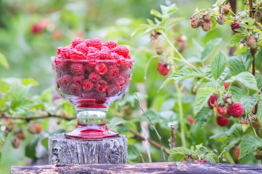 Olgun tatlı yaz meyveleri. Eski kaba ahşap çitin üzerinde şeffaf vazoda ahududu. Bitki dallarında taze ahududu..