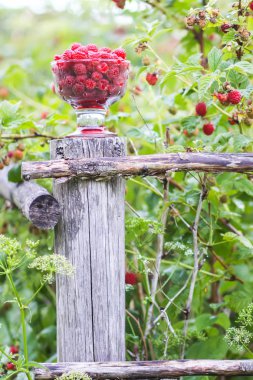 Olgun tatlı yaz meyveleri. Eski kaba ahşap çitin üzerinde şeffaf vazoda ahududu. Bitki dallarında taze ahududu..