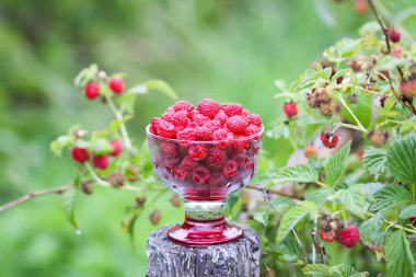 Olgun tatlı yaz meyveleri. Eski kaba ahşap çitin üzerinde şeffaf vazoda ahududu. Bitki dallarında taze ahududu..