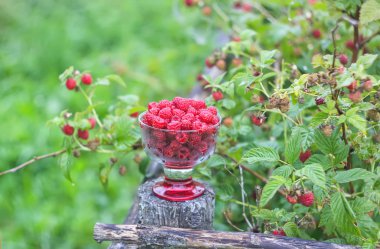 Olgun tatlı yaz meyveleri. Eski kaba ahşap çitin üzerinde şeffaf vazoda ahududu. Bitki dallarında taze ahududu..