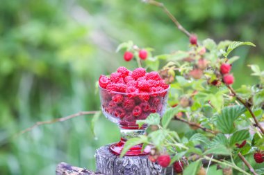 Olgun tatlı yaz meyveleri. Eski kaba ahşap çitin üzerinde şeffaf vazoda ahududu. Bitki dallarında taze ahududu..