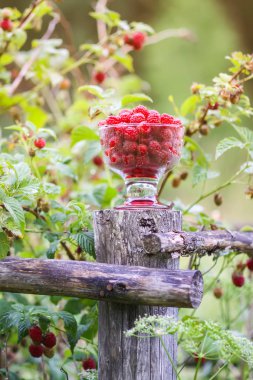 Olgun tatlı yaz meyveleri. Eski kaba ahşap çitin üzerinde şeffaf vazoda ahududu. Bitki dallarında taze ahududu..