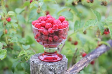 Olgun tatlı yaz meyveleri. Eski kaba ahşap çitin üzerinde şeffaf vazoda ahududu. Bitki dallarında taze ahududu..