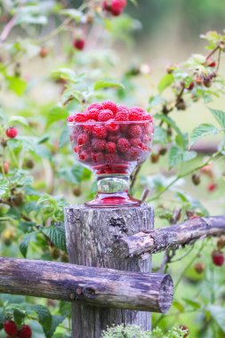 Olgun tatlı yaz meyveleri. Eski kaba ahşap çitin üzerinde şeffaf vazoda ahududu. Bitki dallarında taze ahududu..