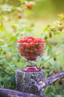 Olgun tatlı yaz meyveleri. Eski kaba ahşap çitin üzerinde şeffaf vazoda ahududu. Bitki dallarında taze ahududu..