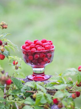 Olgun tatlı yaz meyveleri. Eski kaba ahşap çitin üzerinde şeffaf vazoda ahududu. Bitki dallarında taze ahududu..