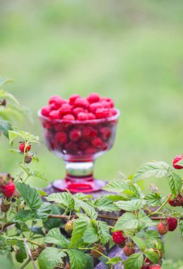 Olgun tatlı yaz meyveleri. Eski kaba ahşap çitin üzerinde şeffaf vazoda ahududu. Bitki dallarında taze ahududu..