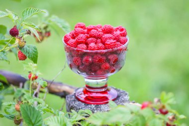 Olgun tatlı yaz meyveleri. Eski kaba ahşap çitin üzerinde şeffaf vazoda ahududu. Bitki dallarında taze ahududu..