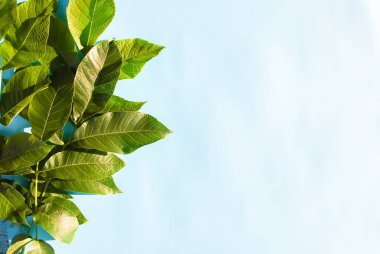 Mavi pastel arka planda güneş ışığında yeşil yapraklar. Yaz kartı, poster, afiş tasarımı.