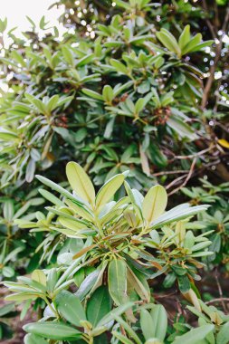 Natural green leaves background. Exotic palnts in spring park.