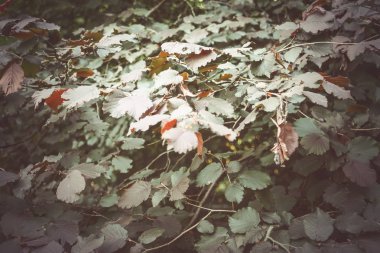Natural green leaves background in sunlight.