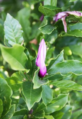 Beautiful pink magnolia plant blossom in spring park.