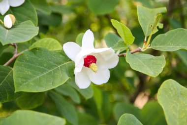 Beautiful magnolia plant blossom in spring park.