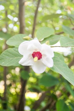 Beautiful magnolia plant blossom in spring park.