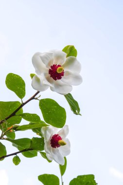 Beautiful magnolia plant blossom on sky background in spring park.