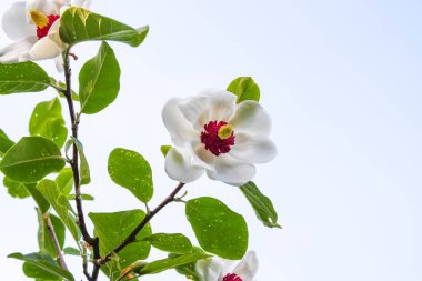 Beautiful magnolia plant blossom on sky background in spring park.