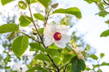Beautiful magnolia plant blossom in spring park.