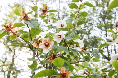 Beautiful magnolia plant blossom in spring park.