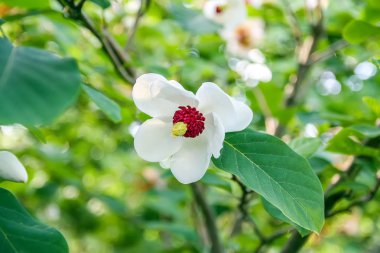 Beautiful magnolia plant blossom in spring park.