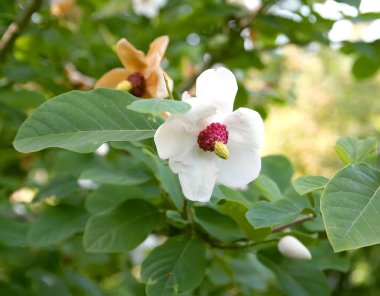 Beautiful magnolia plant blossom in spring park.