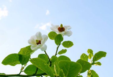 Beautiful magnolia plant blossom on blue sky background in spring park.