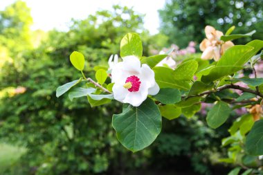 Beautiful magnolia plant blossom in spring park.