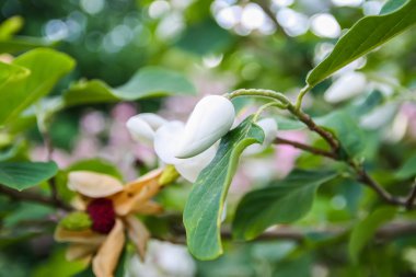Beautiful magnolia plant blossom in spring park.