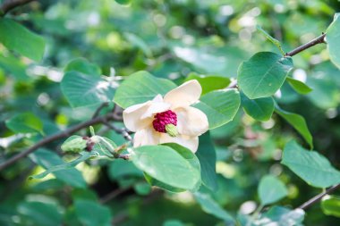 Beautiful magnolia plant blossom in spring park.