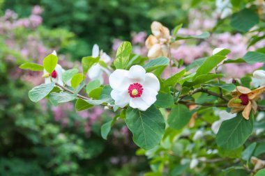 Beautiful magnolia plant blossom in spring park.