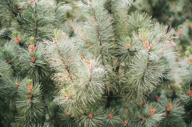 Green prickly branches of pine tree