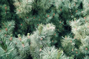 Green prickly branches of pine tree