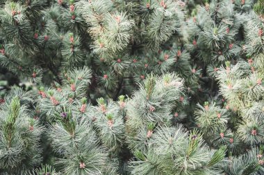 Green prickly branches of pine tree