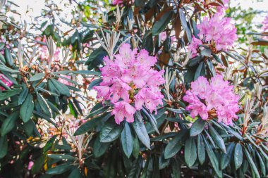 Beautiful Rhododendron flowers in spring park.
