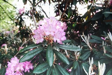 Beautiful Rhododendron flowers in spring park.