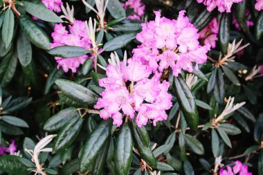 Beautiful Rhododendron flowers in spring park.