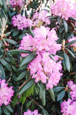 Beautiful Rhododendron flowers in spring park.