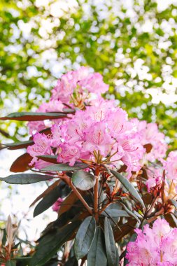 Beautiful Rhododendron flowers in spring park.