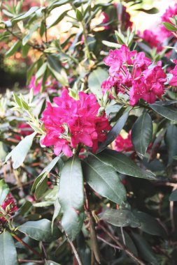 Beautiful Rhododendron flowers in spring park.