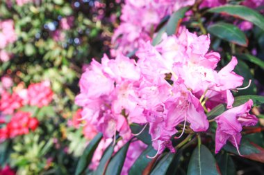 Beautiful Rhododendron flowers in spring park.