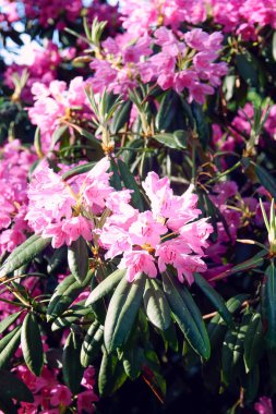 Beautiful Rhododendron flowers in spring park.
