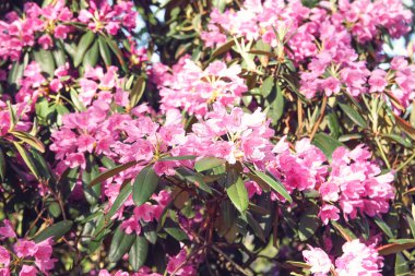 Beautiful Rhododendron flowers in spring park.