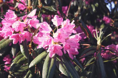Beautiful Rhododendron flowers in spring park.